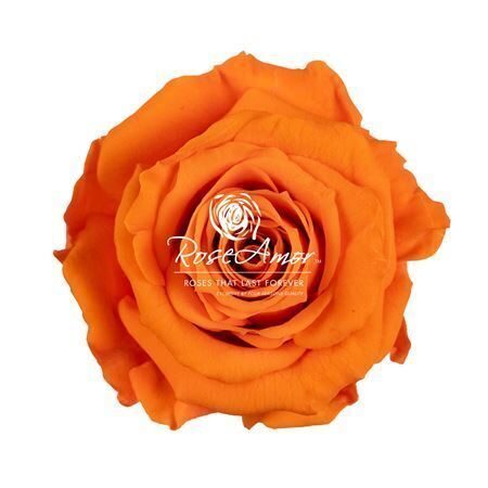 Komplekts 18 gb. R GR OV KLB H% Pres Xs Ora02