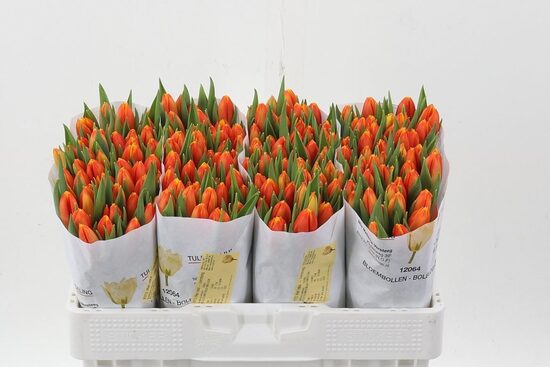 Tulpes no 04.03-09.03 