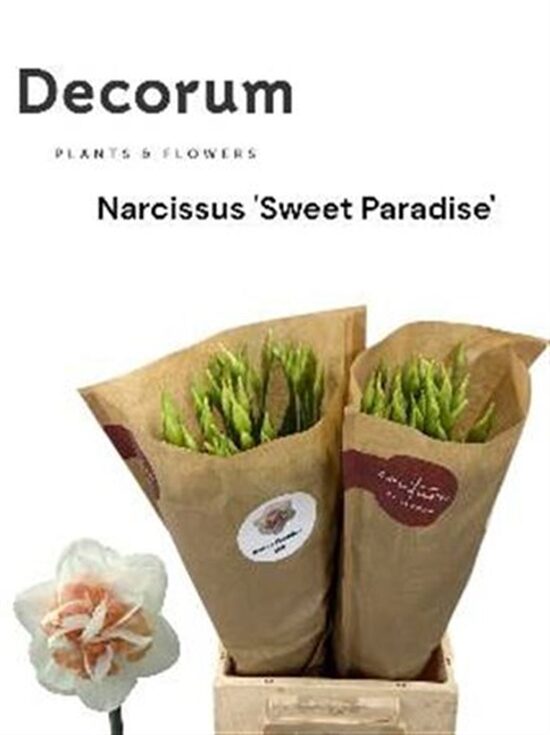 Narcissus Sweet Paradise,cena par 1 gb