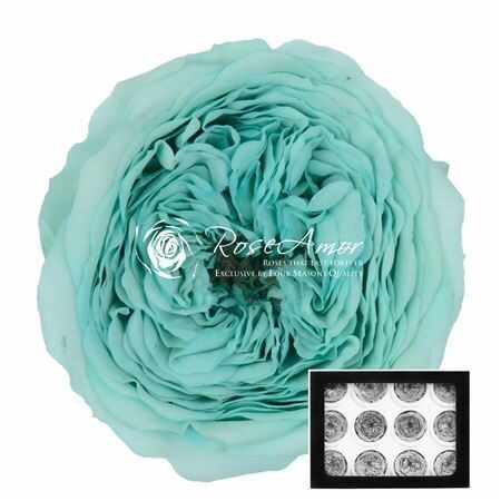 Kompl. 12 gb. R GR OV KLB H% Pres Amelia Blu02