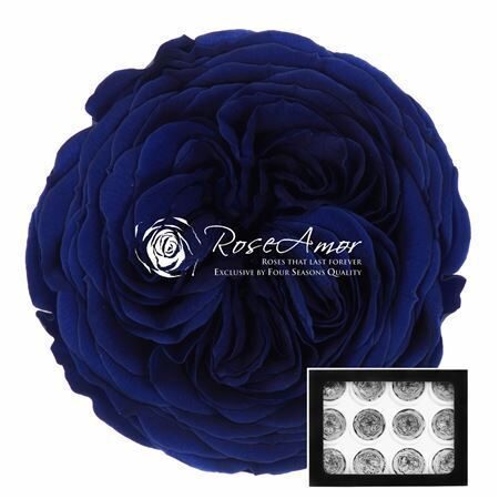 Kompl. 12. gb .R GR OV KLB H% Pres Amelia Blu03