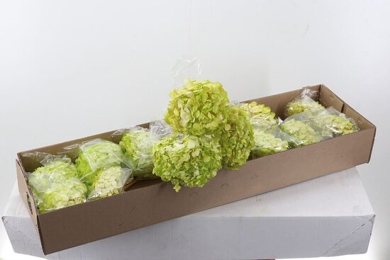 1 gb. HYDR OV KLB H% Hydr Preserved Amazonica Premium