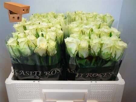 R Gr Athena 50 cm, cena par 1 gb