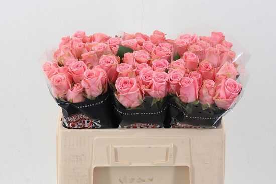 R GR SOPHIA LOREN, 50 cm, cena par 1 gb