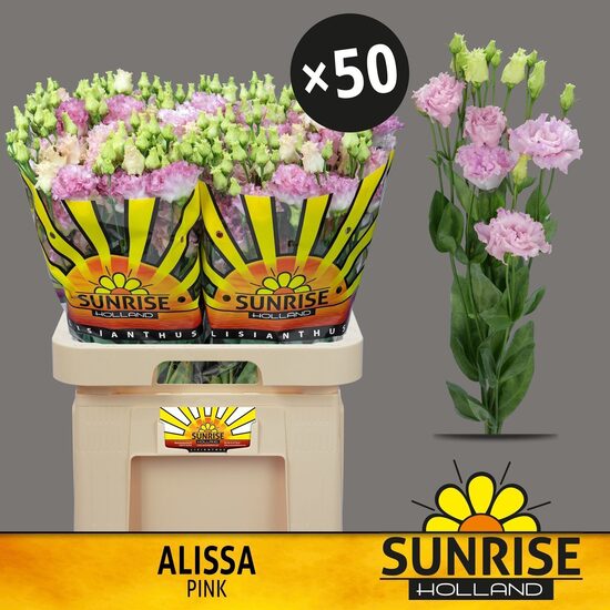 Sākot ar  15.04 Lizantes roza,cena par 1 gb