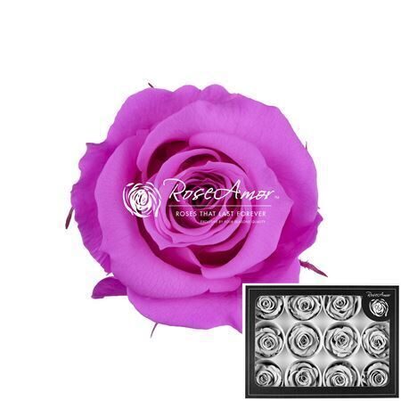 Kompl. 12 gb.R GR OV KLB H% Pres M Pin07