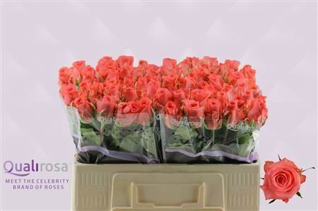 R gr sankara 60 cm ,cena par 1 gb