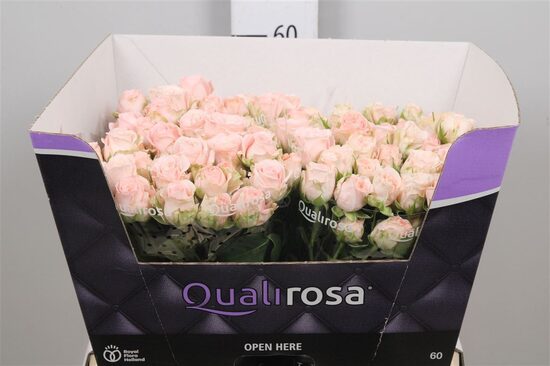 R TR BOMBASTIC  70cm, cena par 1 gb