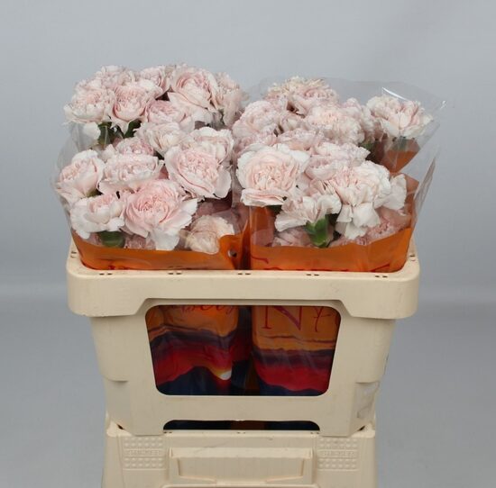 Sākot ar  15.04 Neļķes pink,cena par 1 gb