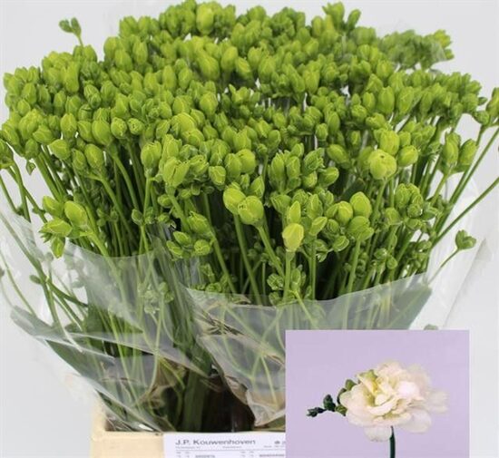 FResya, cena par 1 gb