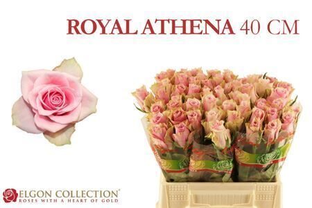 R Gr Athena Royale, 40 cm, cena par 1 gb.
