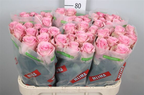 R Gr Jessika 70cm , cena par 1 gb