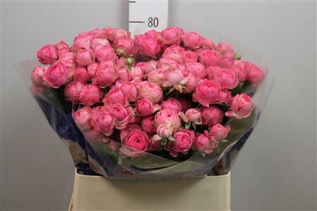 R TR GISELLE!	60 cm, cena par 1 gb