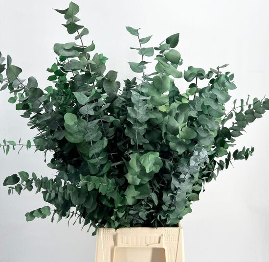 EUC OV list BS Euc. Stuart Preserved green