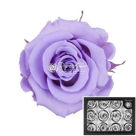 Kompl. 12 gb. R GR OV KLB H% Pres M Vio03