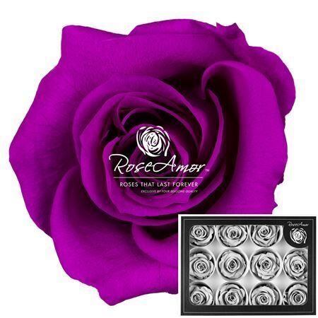 Kompl. 12 gb.  R GR OV KLB H% Pres M Pur02