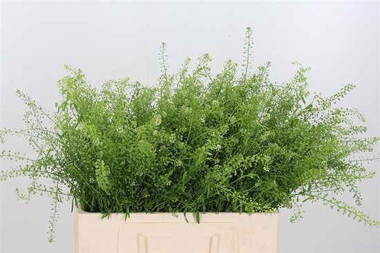 LEP RU ZELeniy BELL,cena par 1 gb 