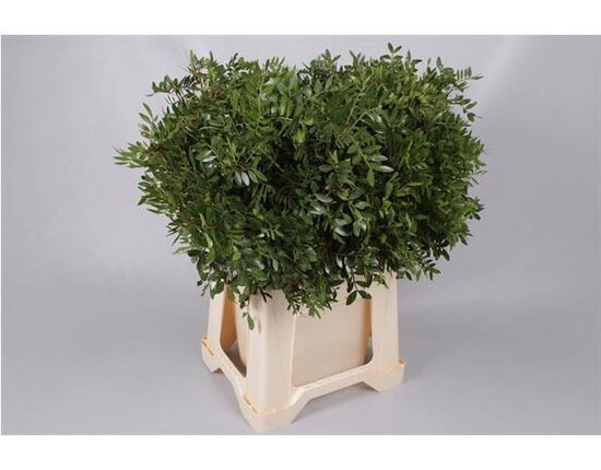 Pistacija, cena par bunti  (5-10 zari)