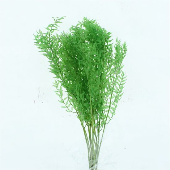 Ruscus  preserved zaļš, cena par 1 gb.
