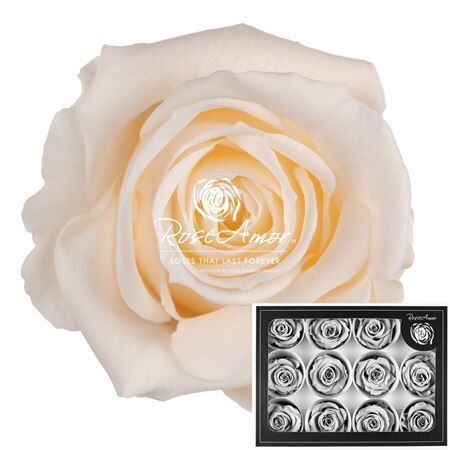 Kompl. 12 gb. R GR OV KLB H% Pres M Cha89