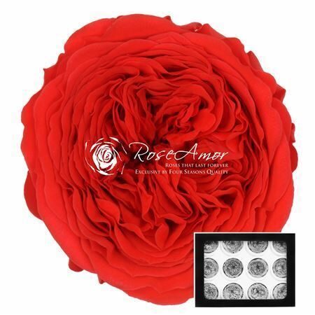 Kompl. 12 gb.  R GR OV KLB H% Pres Amelia Ora03