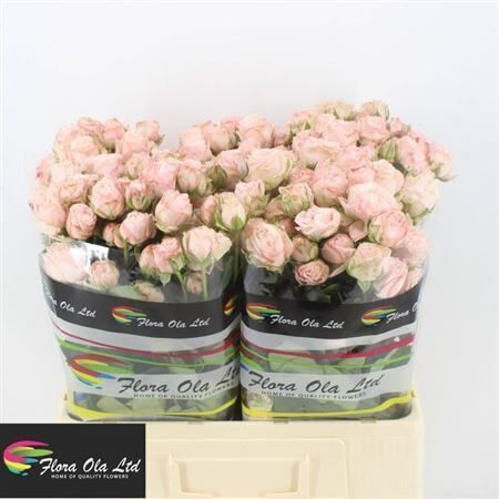 Sākot ar  15.04 Bombastic 60 cm ,cena par 1 gb