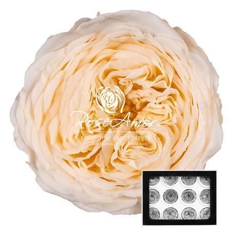 Kompl. 12 gb. R GR OV KLB H% Pres Amelia Cha89