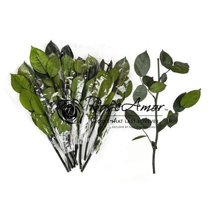 1 gb.  R GR OV KLB H% Pres 30cm Stem Without Head Bulk