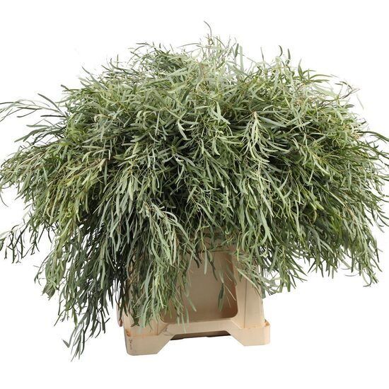 EUC NICHOLII P BS Nicholii small, cena par 1 gb. bunti