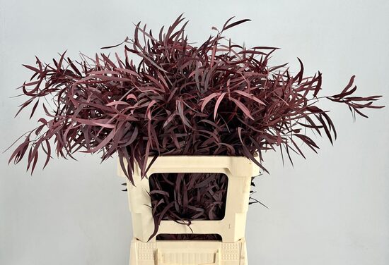 EUCALYP KLB BS H% Euc. Nicholii Preserved Red