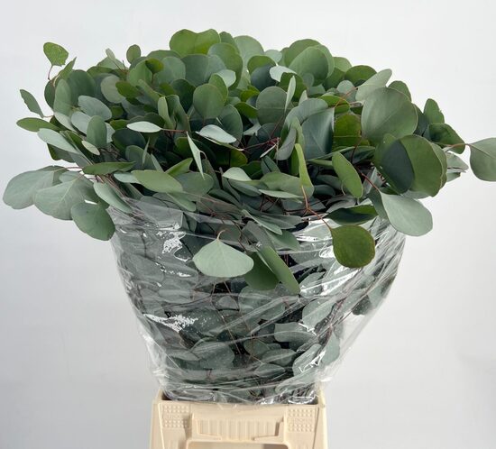 EUC OV list BS Euc. Populus Leaf, cena par 1 gb. bunti