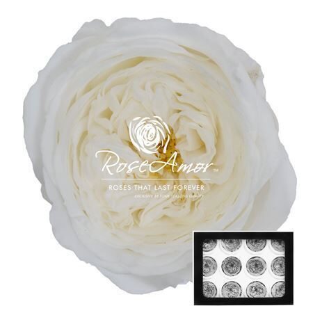 Kompl. 12 gb. R GR OV KLB H% Pres Amelia Whi01