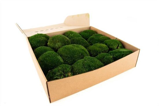 MOSSEN OV H% Bolmos Gepreserveerd Ca. 0.16 M2