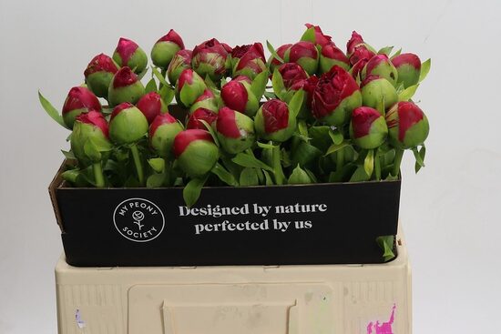 PAEO COM PERFORMANCE,cena par 1 gb 