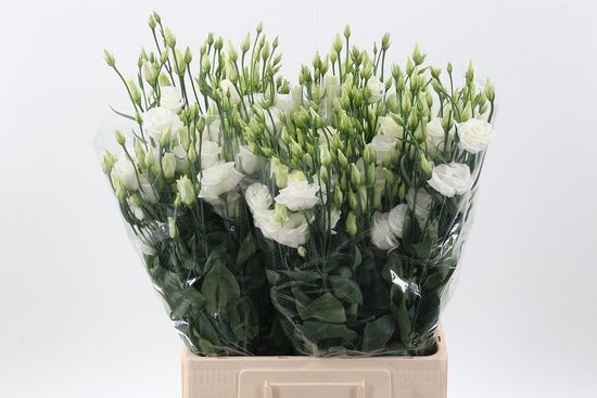 EUS G ROSI beliy,cena par 1 gb