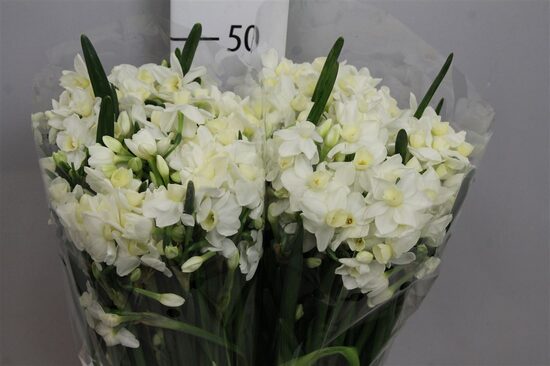 Krūmu narcises NARC TA AVALANCHE, cena par 1 gb