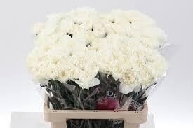 45 cm DI ST MONT BLANC
